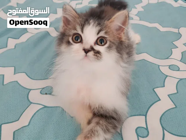 قطط شيرازي