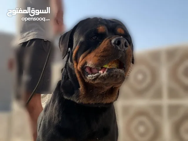 Male's for mating import