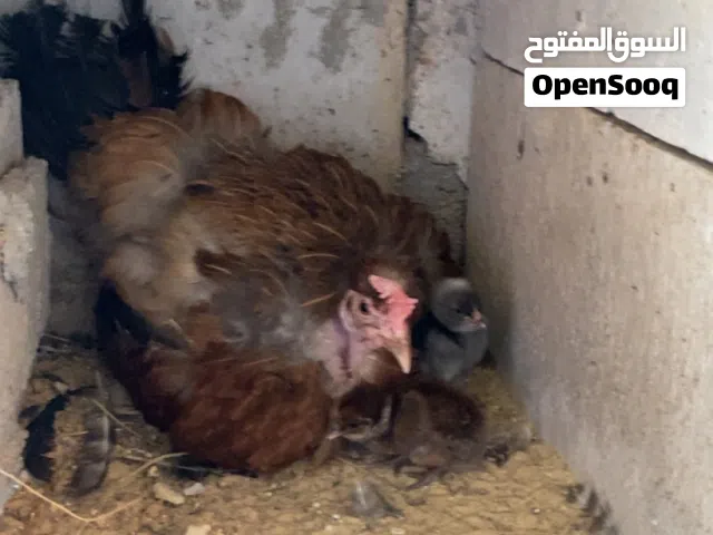 متوفر جاحتين راقدات اقرا الوصف