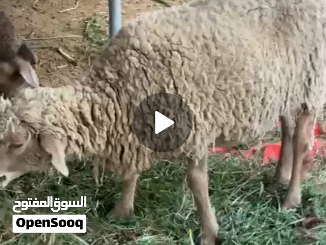موجوده معي جاعده دوربر مع بنتها و البنت عمرها شهور و سمينه و مطعومه فتره طويله و صحتهاا ممتازه جدا