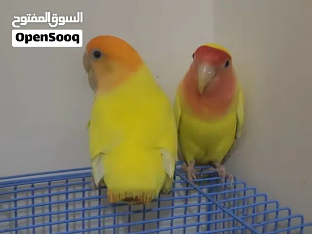 Pair And Breeding Love Birds (Lutino) 300 SAR with cage