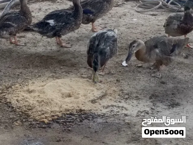 بش خضيري للبيع بياضات بصحه جيدة جداً العدد(6)_(4 نثاية/2 فحلة)الوحدة 25 وبيها مجال الشري يدخل واتساب