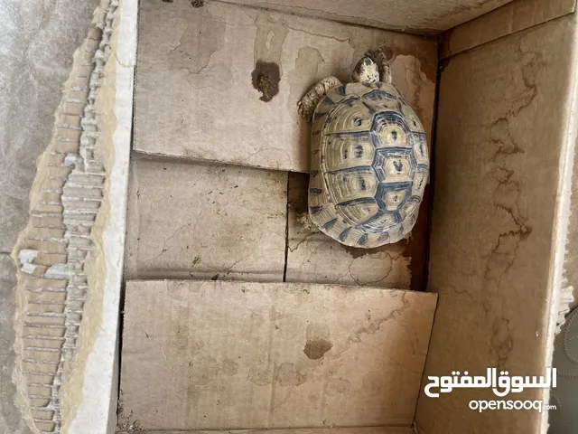 فكرونة بر يونانية