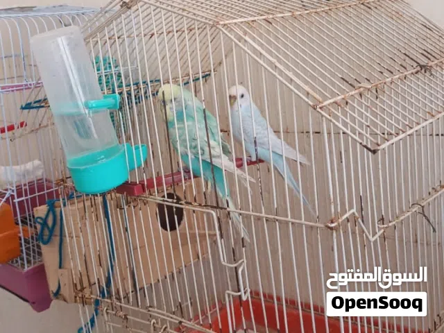 جوز بادجي الانثا صحتها كويسه و جاهزا لي الانتاج لكن الدكر كبير و عنده ضفر طاير و القفص معاهن