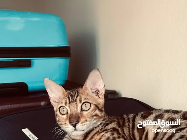 Bengal Cat with Passport!