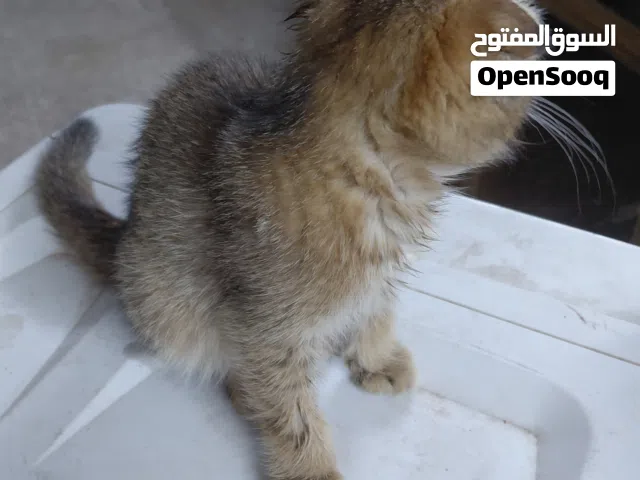 سكوتش فولد للبيع