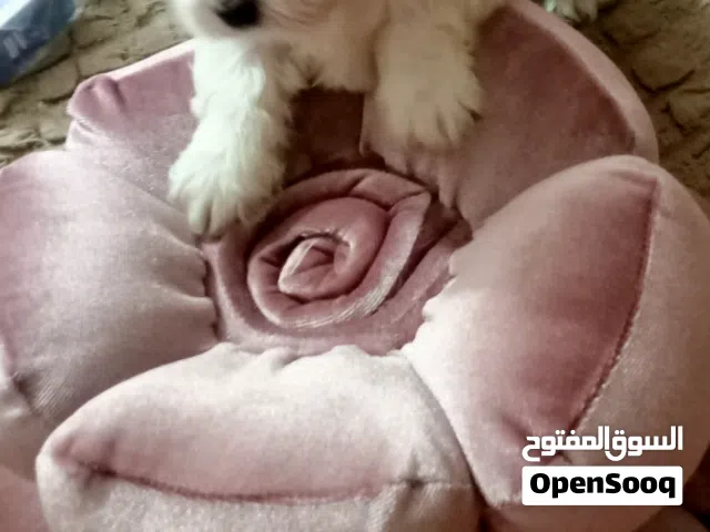 كلب جريفون