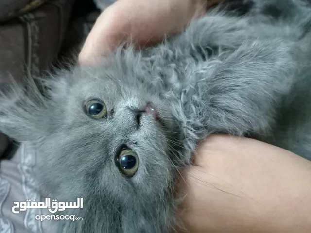 قطط شيرازي صغيرة طويل الشعر Persian kitten