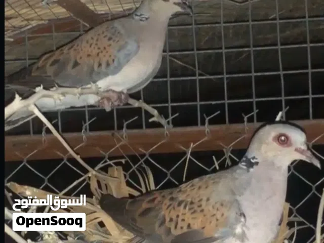 مطلوب زوج قمري منتج الوصف مهم