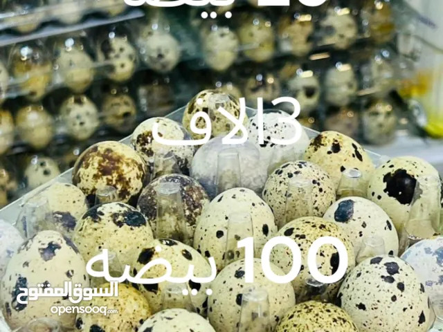 بيض الكل وتفقيس سمان 25 بيضه 3الاف 100 بيضه 12الف يوجد توصيل أبو الخصيب ولمركز البصره
