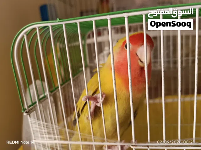 حبة روز للبيع