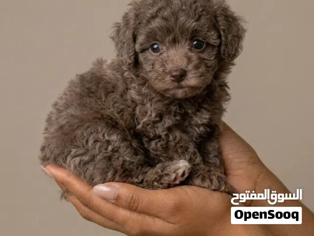 Toy Poodle Café au lait (rare colour)