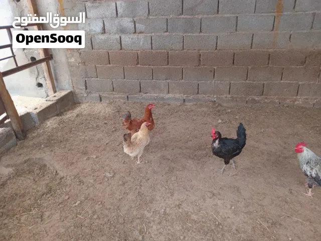 متوفر 6 دجاجات دجاج مشاءالله في الدحي المكان مصراته