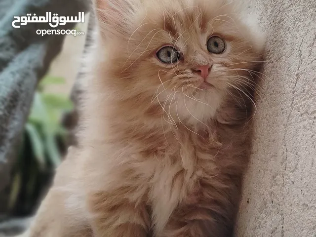 قطط كتينز شيرازي و هجين للبيع
