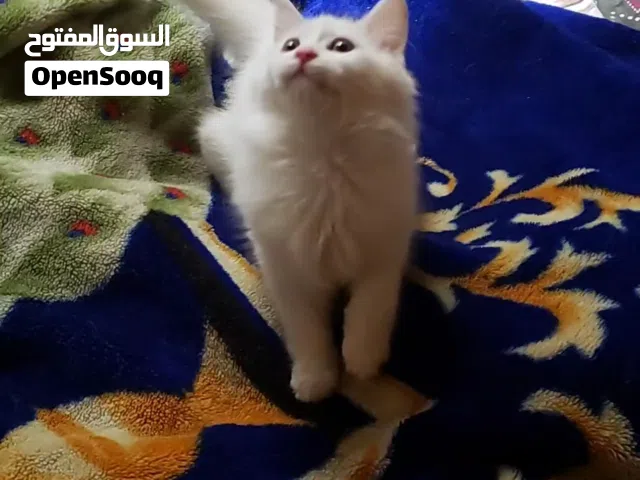 قطه شيرازي للبيع