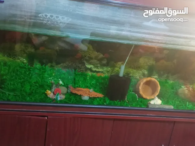 حوض اسماك الزينه للبيع