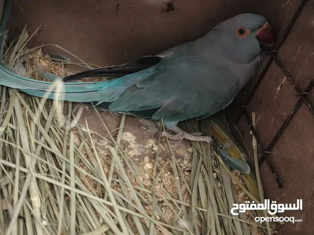 ببغاء كويكر. و دره. و فراخ دره و كويكر تابع وصف طيور بسعر حرق