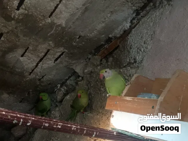 ببغاء الدره