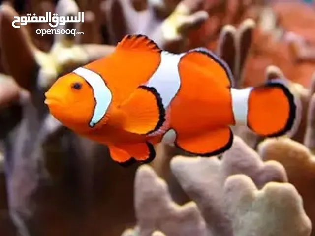 مطلوب هاذا السمك الي عنده و يبغي يبيعه يخبرني who have Nemo clownfish for sale I am a buyer I want i