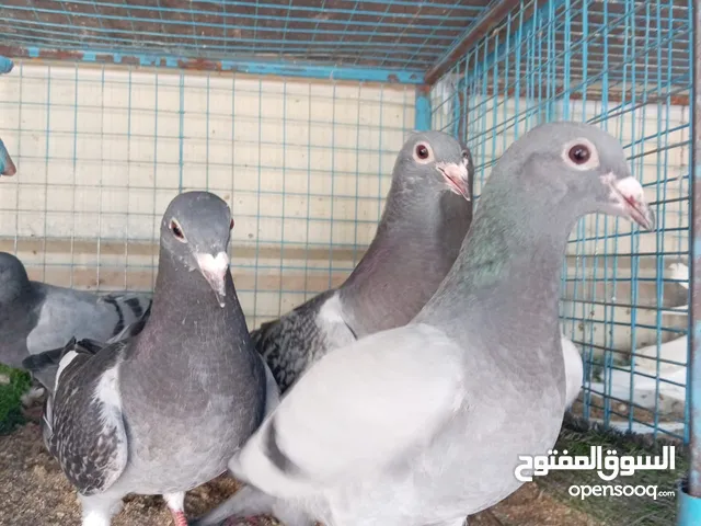 سلام عليكم ورحمة لله وبركاته متوفر حمام زاجل للبيع