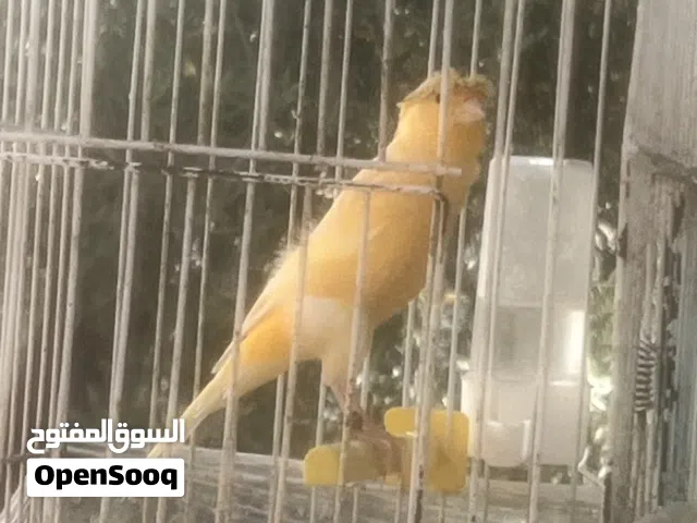 متاح في السلط