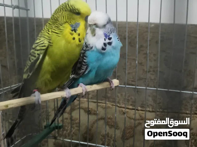 جوز حب انجليزي للبيع مستوى عالي