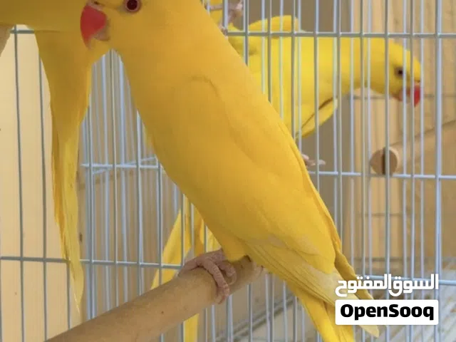 متوفر للبيع ازواج دره البينو و لاتينو ، ابيض واصفر خالص