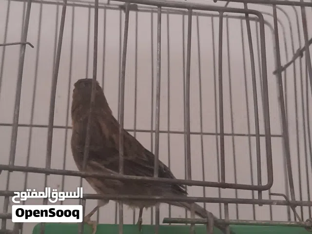 . دكر كناري اغات بسم الله مشاء الله