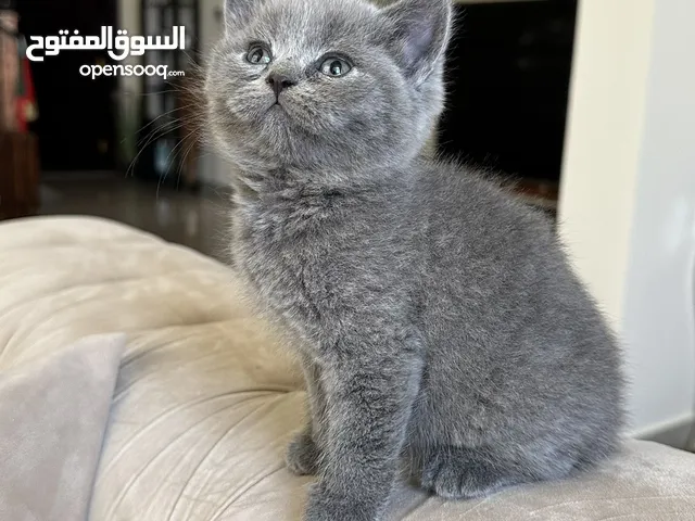 قطط صغيره للبيع