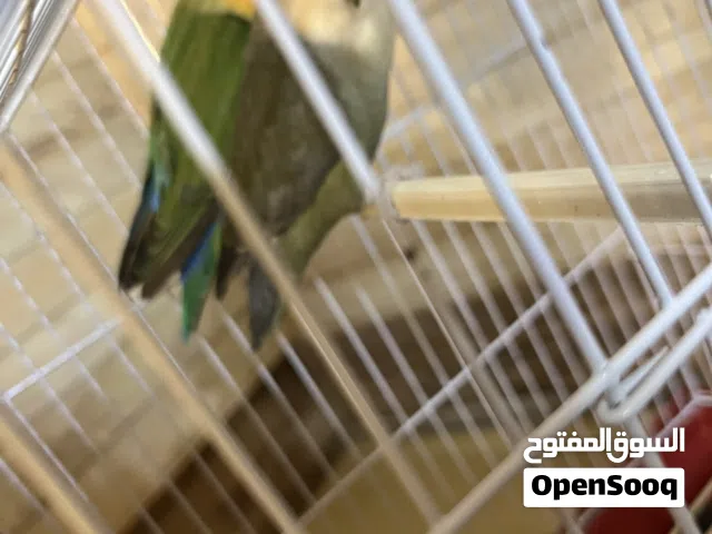 السلام عليكم ورحمة الله وبركاته