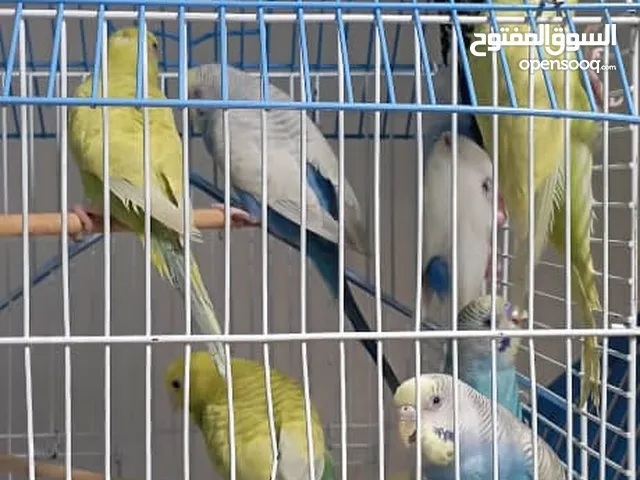 عصافير للبيع