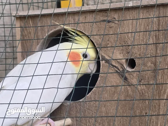 طيور كوكتيل نضيفات تبزير عراقي مزاويج