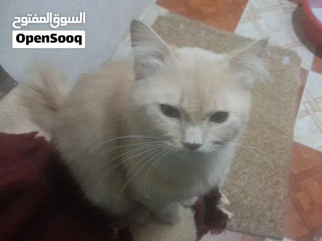 قط شيرازي للتبني