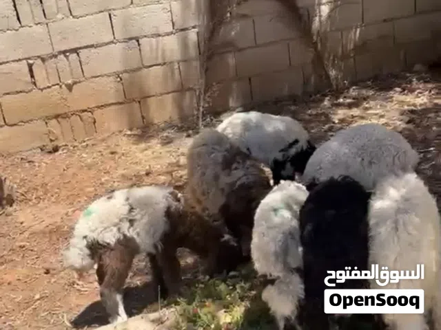 خروف و6 عبر