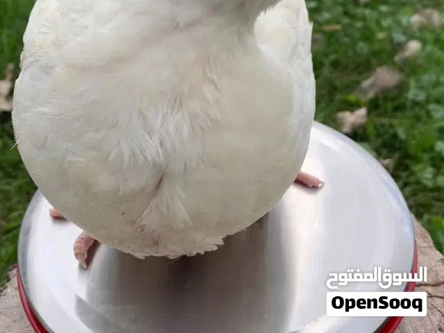 فري تكساس الامريكي الجم الكبير