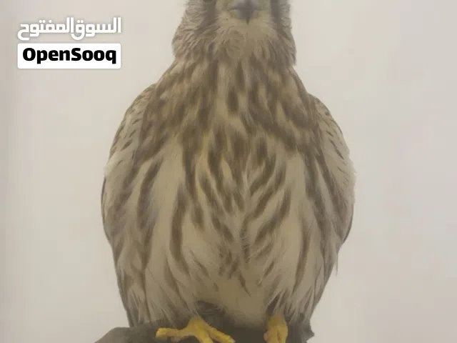 بأشق للبيع الحد 15 بدون اغراض