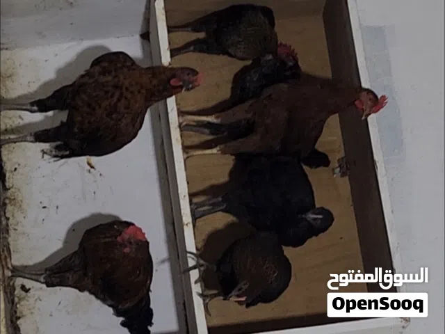 دجاج عمر 6 أشهر ونص