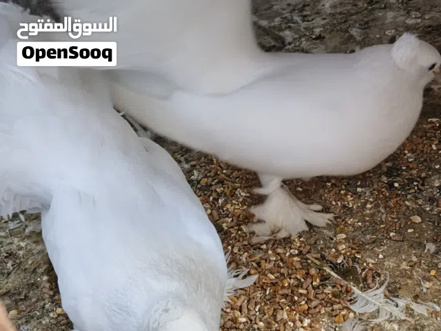 حمام عرايس 5 أزواج