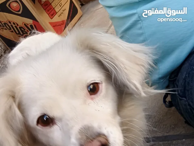 كلبه فرنسي