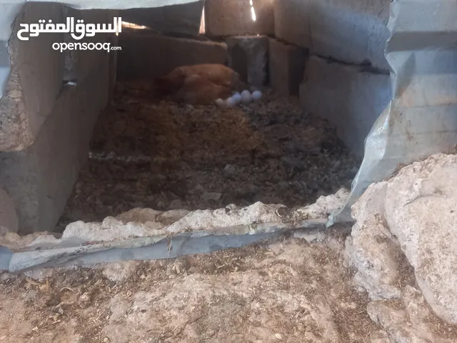 دجاج بلدي..