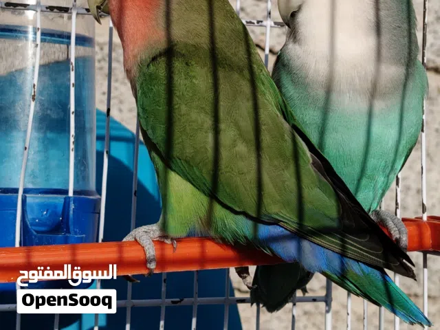 السلام عليكم عصافير الروز ذكر وأنثى ماشاء الله بالقفص 300.د