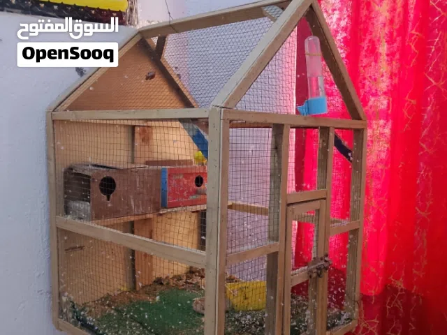 طيور حب هنة وقفصهن وحمام اقرة الوصف