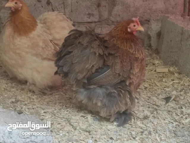 للبيع دجاج كوشن قزم خوارج