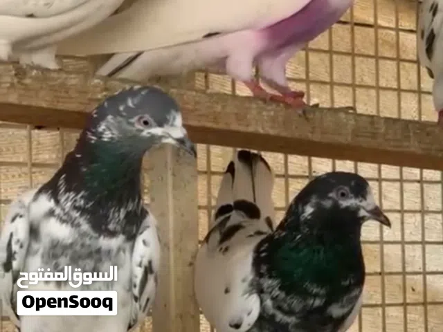 للبيع حمام بكستاني طيار الحمامه الواحده 20 درهم Pakistani pigeons one bird for 20 dirham