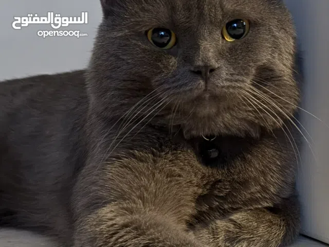 سكوتش ستريت للبيع مع أغراضه مخلص تطعيمات