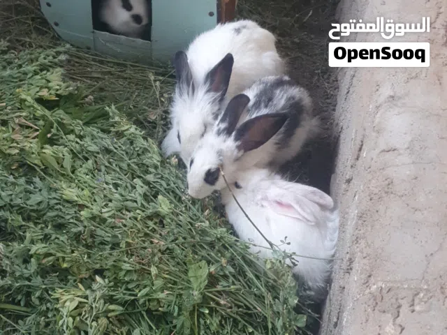 للبيع أرانب فرنسية