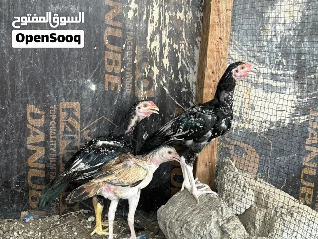 دجاج باكستاني  بتشوهات  سندي