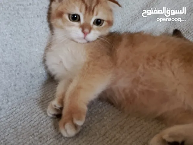 قطط سكوتش فولد وستريت اناث وذكور جولدن بلاك و جولد بوينت وجولدن ny11 الاسعار ابتداء من 70ل 120