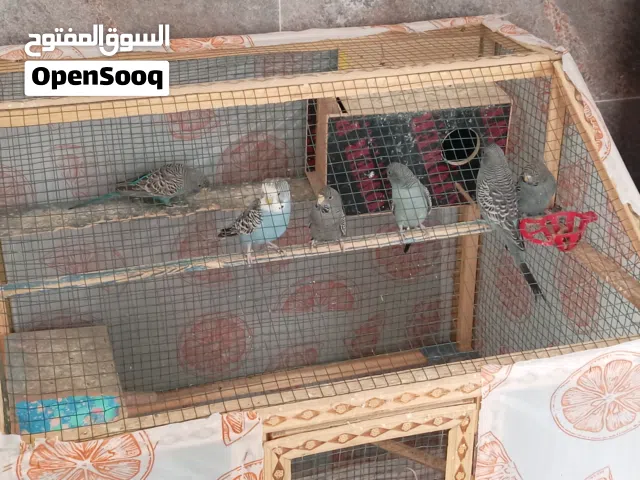 طيور حب بلاك فيس احجام اوربيه