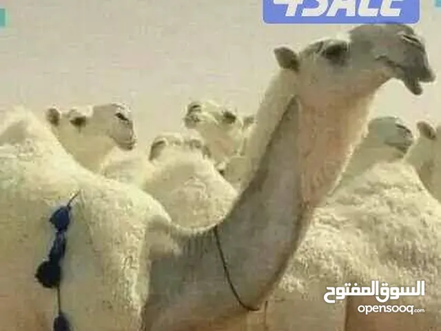 ابل حلاقة وغسيل